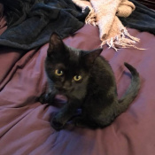 Raven, a Black Domestic Shorthair Cat