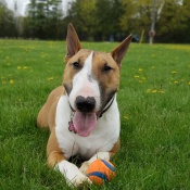 Misha , a Tan, White Bull Terrier Dog